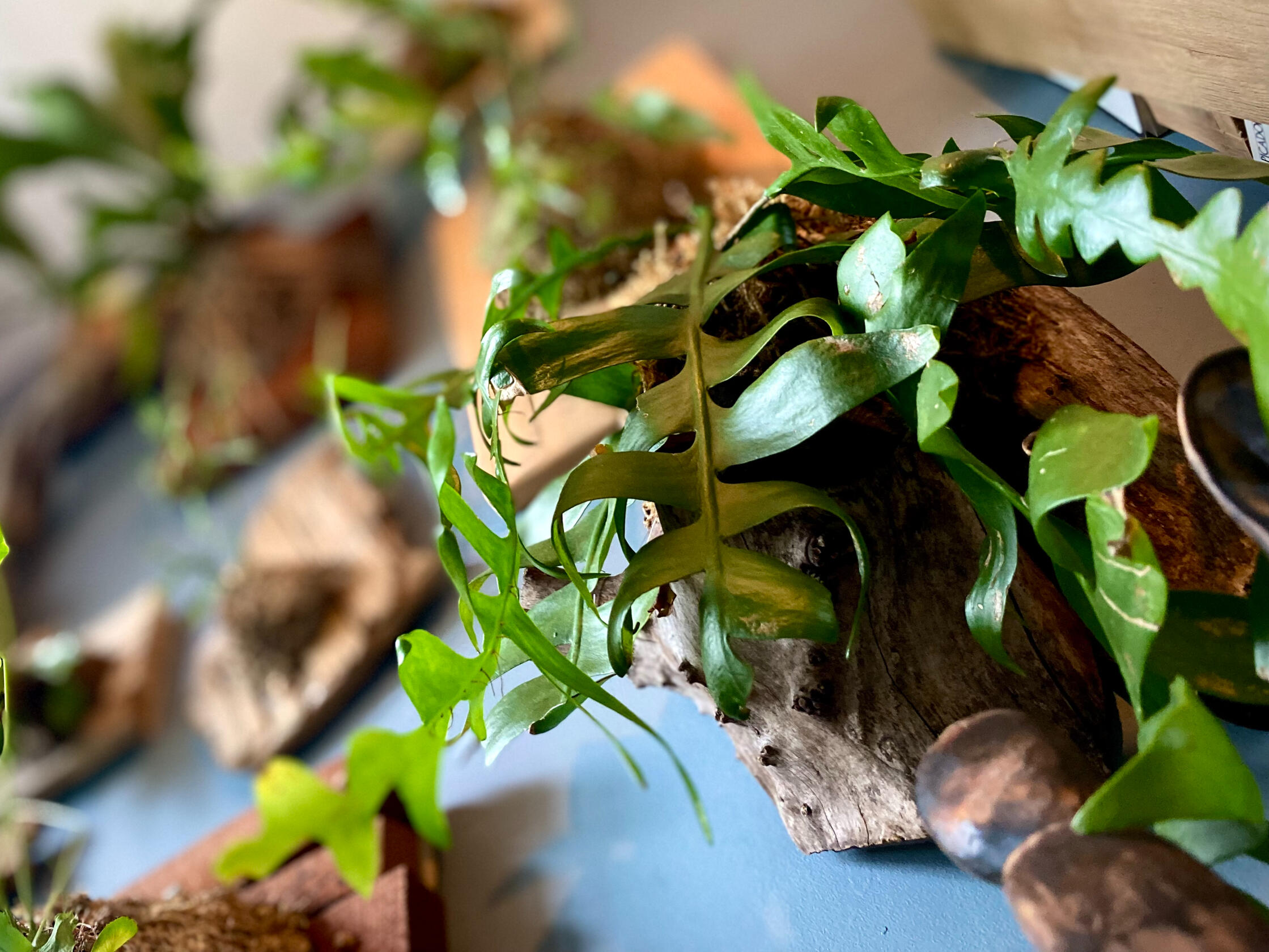 Fish-Bone Cactus Epiphyllum anguliger (on Small-Leaved Lime)