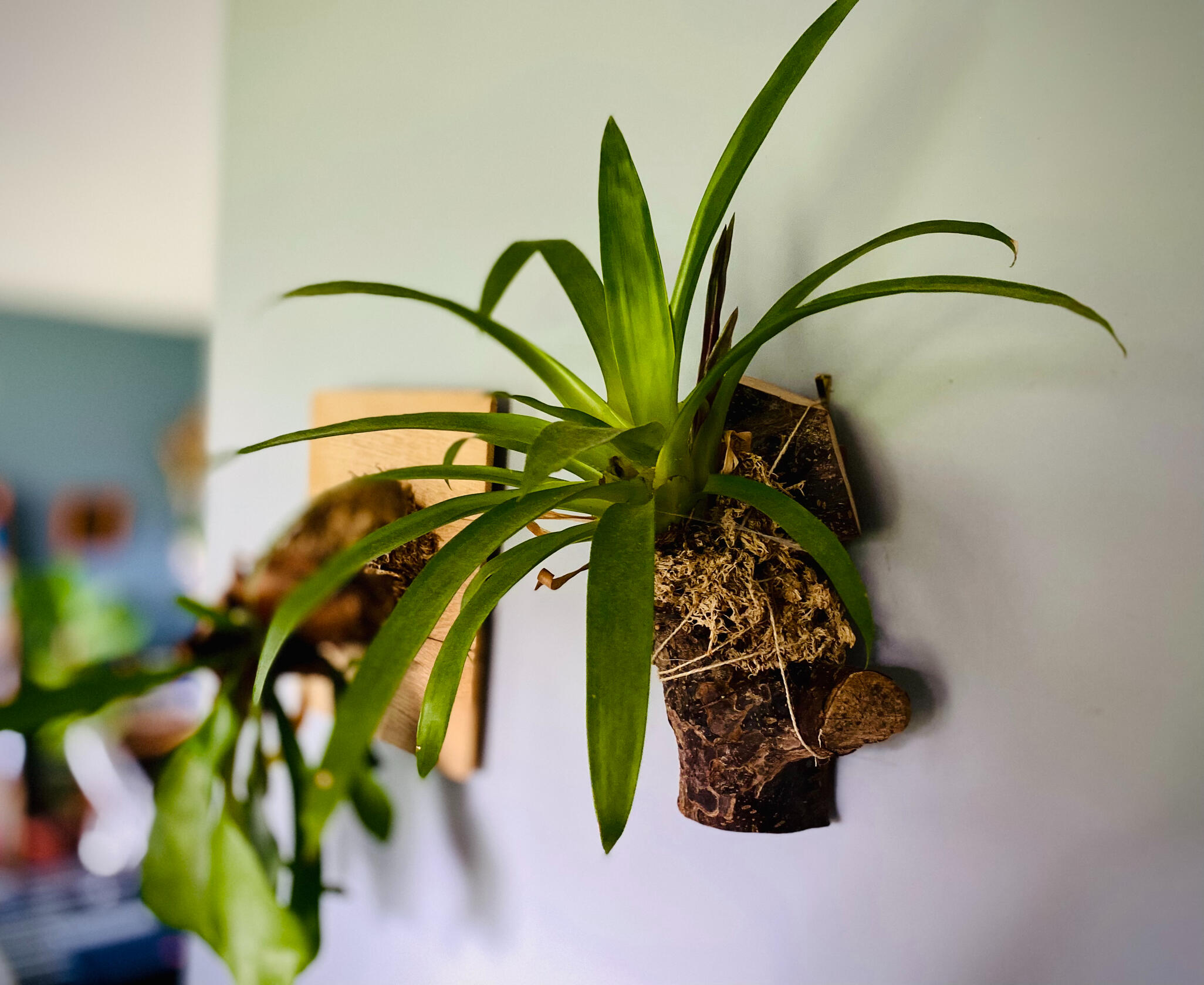 Bromeliad Bromeliaceae spp. *(on Ornamental Cherry)