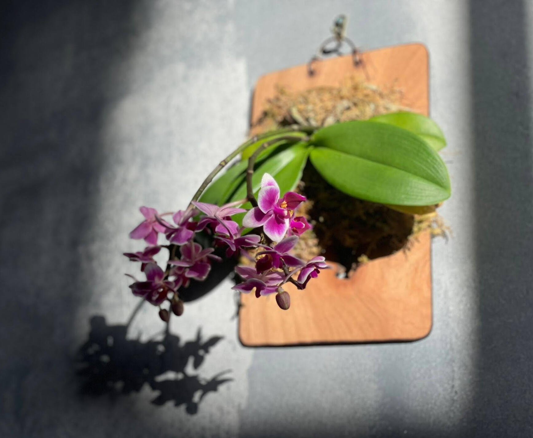 Moth Orchid Phalaenopsis (on Scorched Border Reclaimed Mahogany Board)