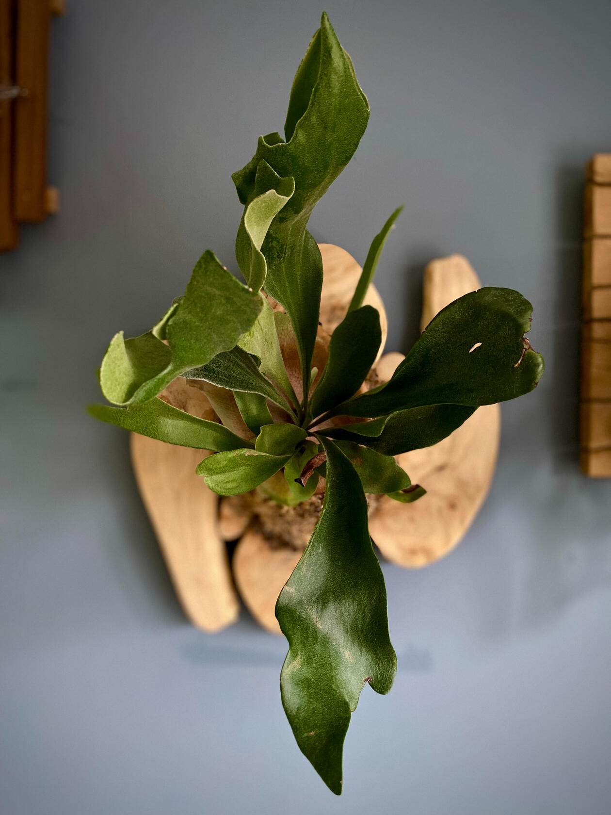 Common Staghorn Fern Platycerium bifurcatum (on Sycamore)